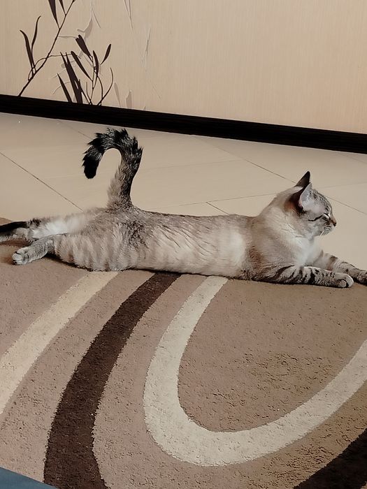 Тайский котик ищет семью!