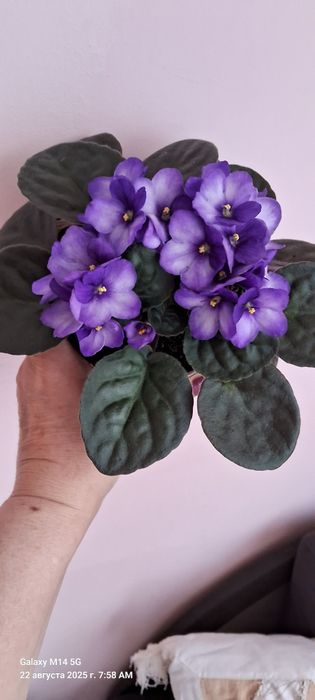 Обмен, цветущие фиалки.