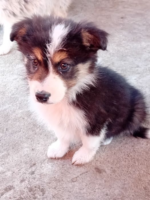Border collie suczka