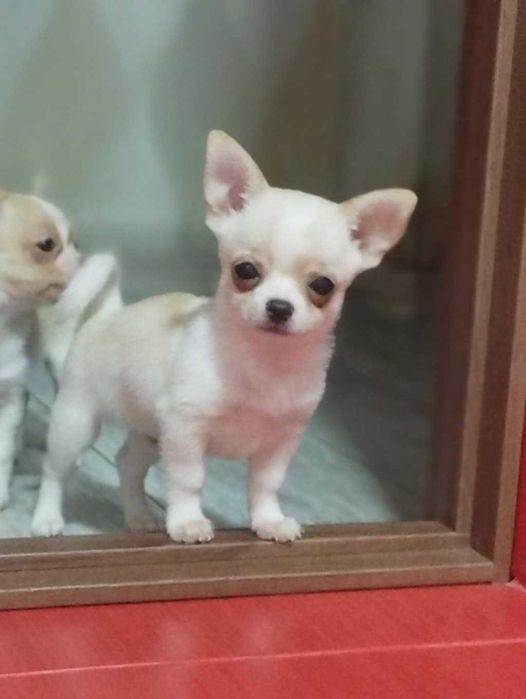 Цуценята чихуахуа
