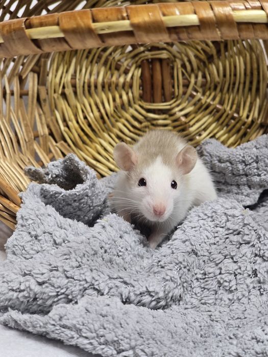 Ручные крысята дамбо. Есть доставка, клетки. Домашние ручные крысы, кр