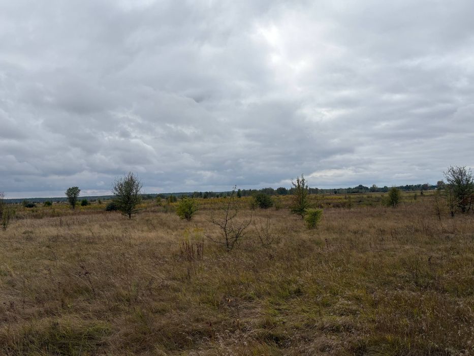 Продам 99 соток у селі Нижня Дубечня Вишгородського району