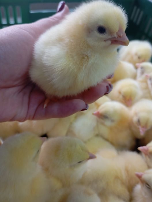 Добовий бройлер кобб/росс