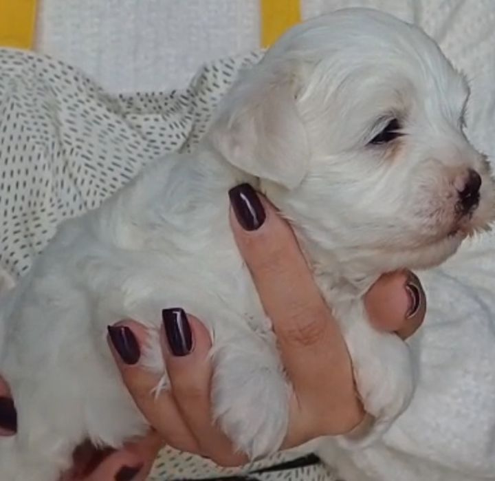 Cachorrinha Bichon Maltês