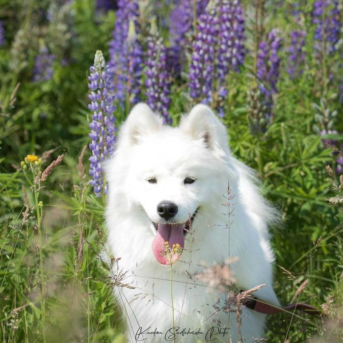 Samoyed pies Zkwp