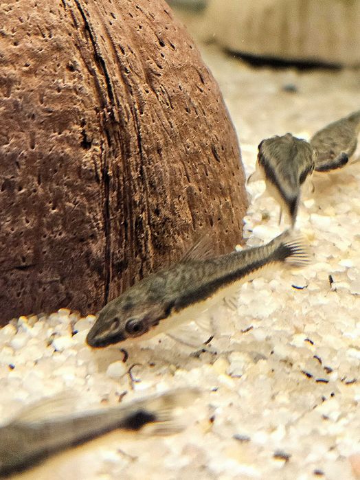 Otocinclus affinis otos otosek