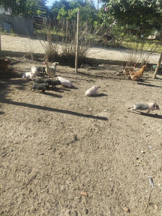 Mini Pigs, Porquinhos bebés