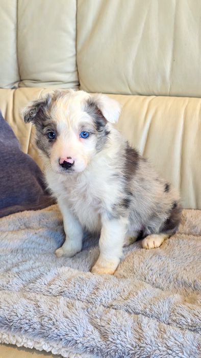Border Collie Blue Merle fêmea