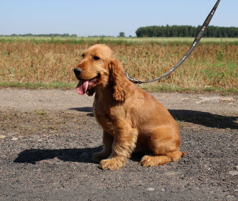Cocker spaniel angielski piesek