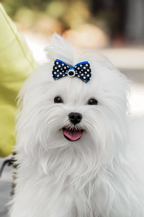 Мальтезе. Щенок- чемпион Украины.