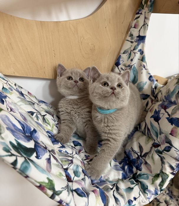 Kocurek brytyjski krótkowłosy liliowy