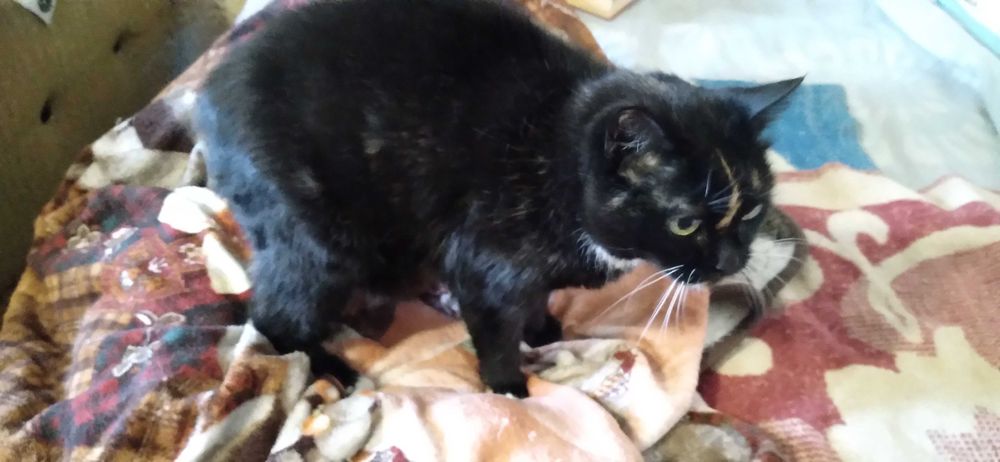 Кішка шукає родину