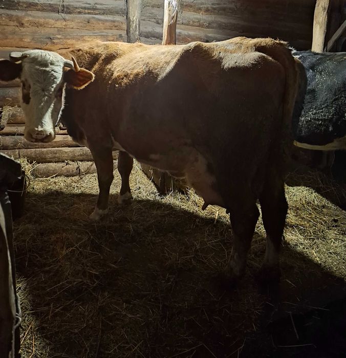 Продам бичка 06.12.25