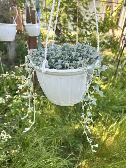 Ампельна петунія, діхондра