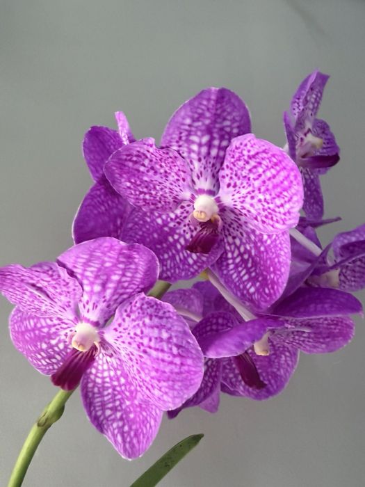 Орхідея Ванда, vanda