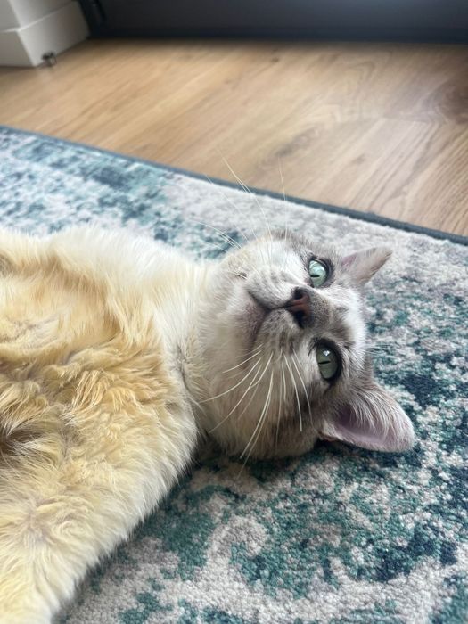 CASTRADO | Gato jovem e meigo disponível para Adoção Responsável