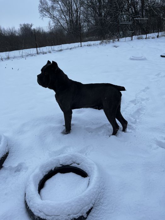 В’язка Кане Корсо Italiano