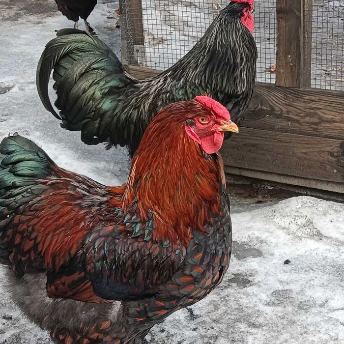 Koguty wyandotte . Jaja lęgowe