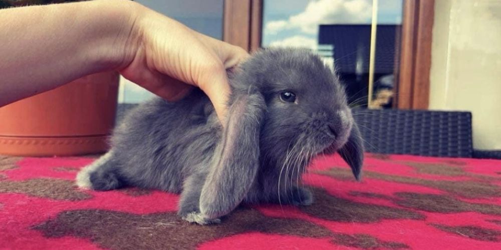Karzełek Baranek/Mini Lop - Rodowód/Metryka Królik Króliki