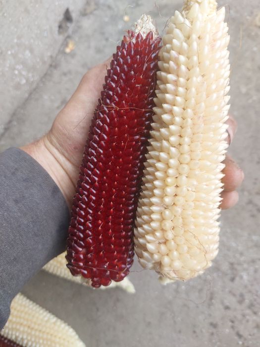 Продам поп корн в зернах