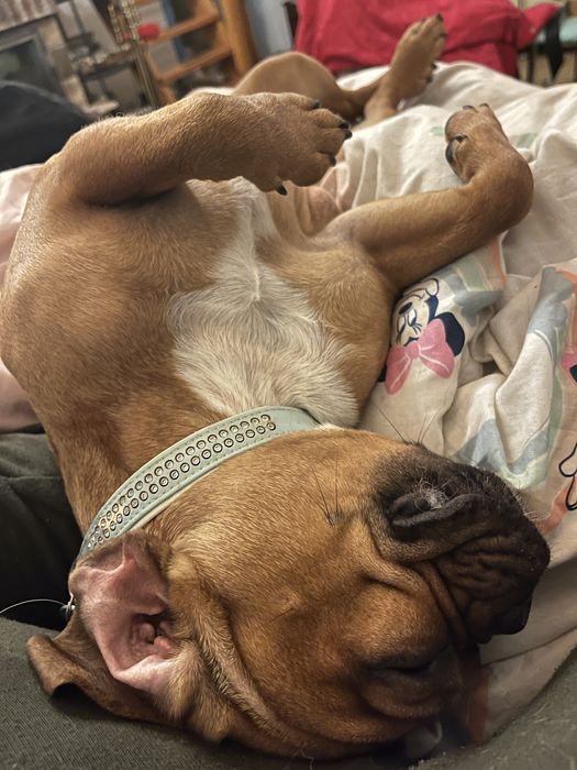 Domowy hotel dla psów Niunieczkowo