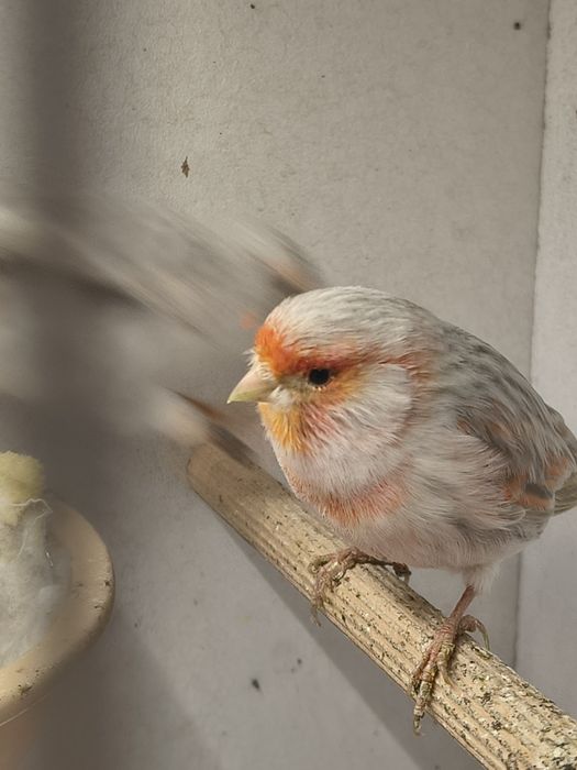 Kanarki pary lęgowe i inne