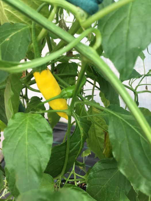 Semente de malagueta aji lemon