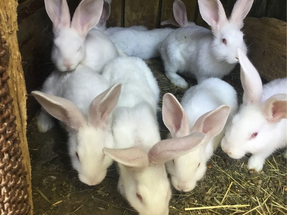 Продам кролі різного віку