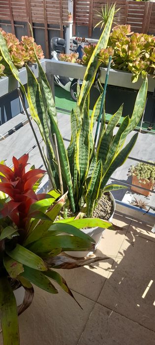 Vaso de Espada S. Jorge