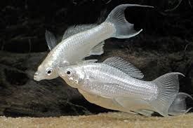 Molinezja srebrna lira / Poecilia latipinna
