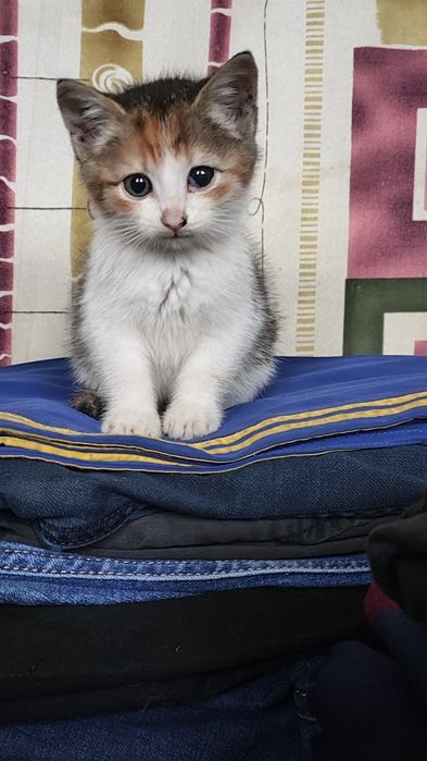 Віддам в добрі руки кошеня дівчинка