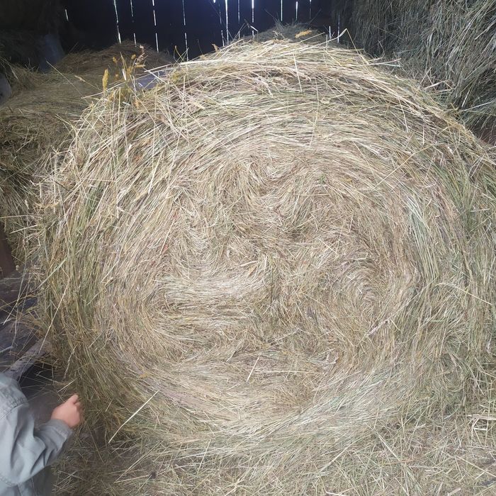 Siano w belach 125x120