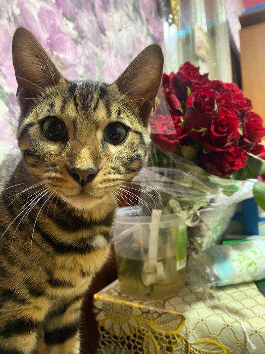 Бенгал ищет невесту