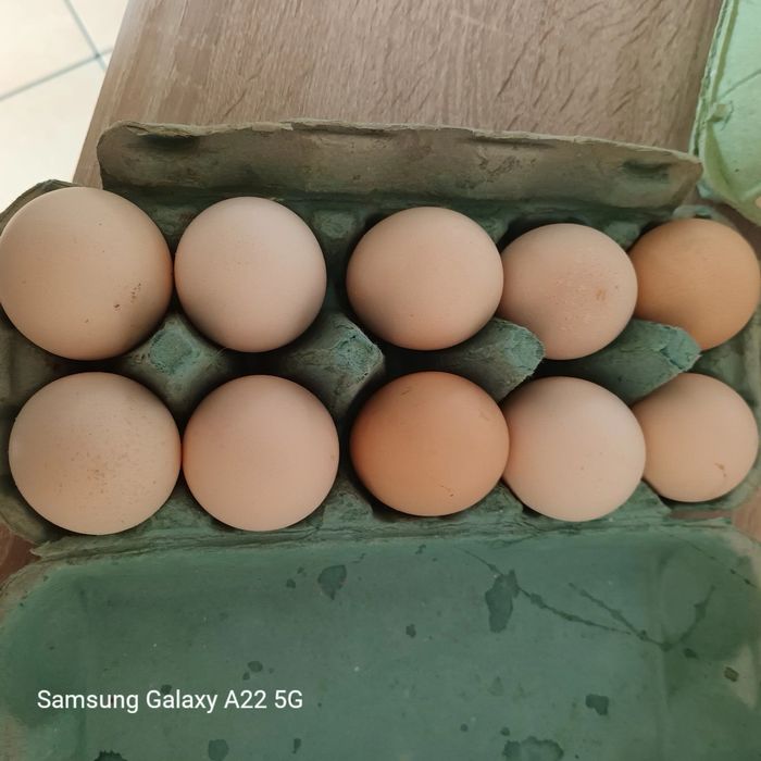 Jajka wiejskie z wolnego wybiegu