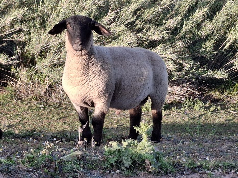 Borregos suffolk