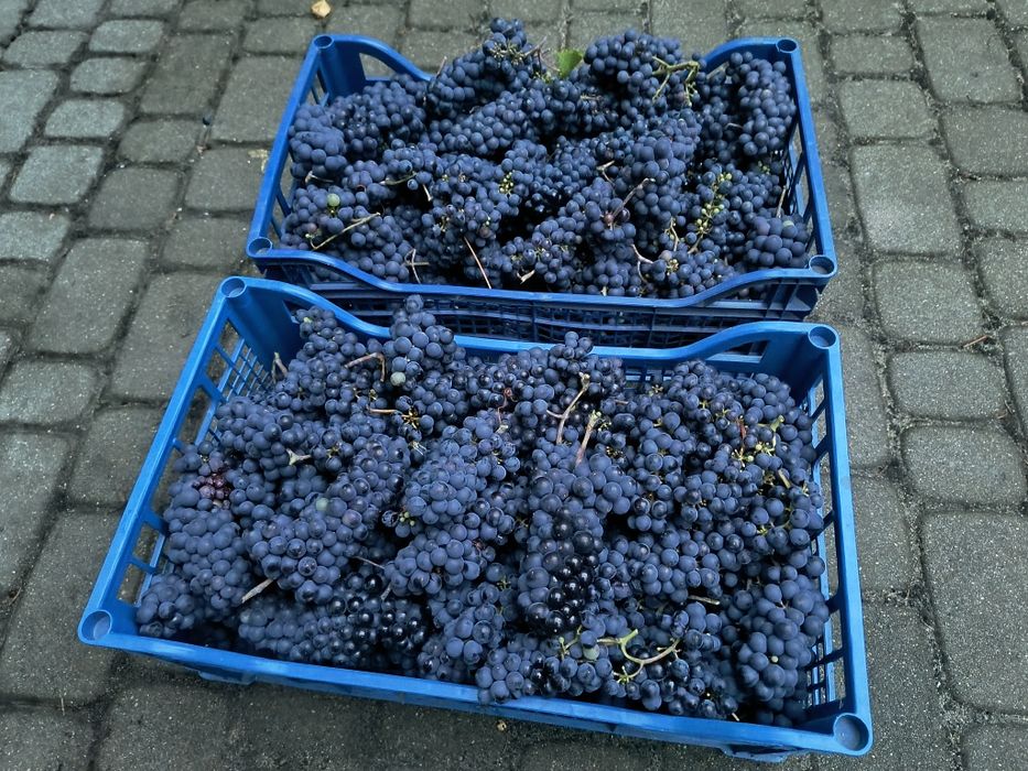Sprzedam ciemne owoce winogron na wino