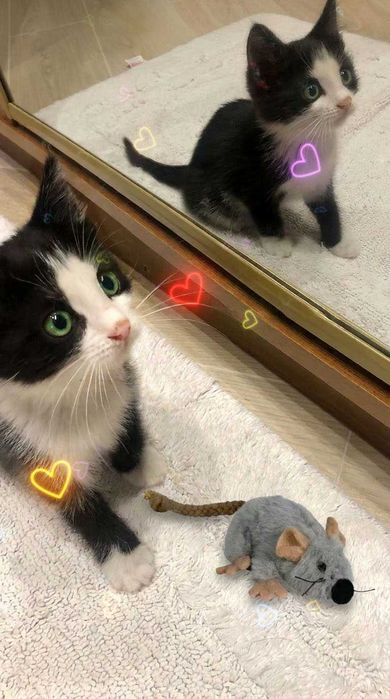 Котик котята красивый рыжий тигровый