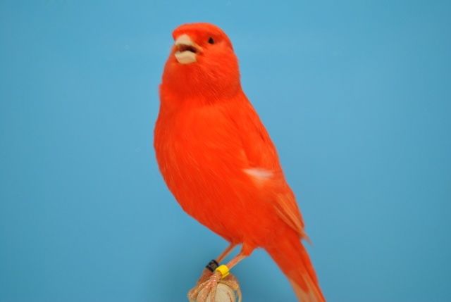 Kanarek czerwony