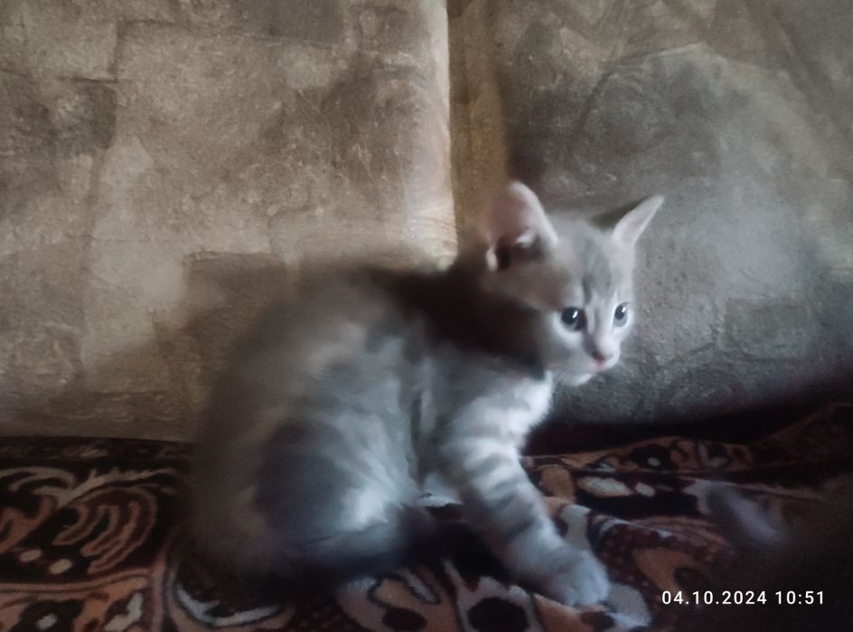 Продаю кошенят 3 штуки от вислоухой кошки йм по 2 місяця Зеленодольск