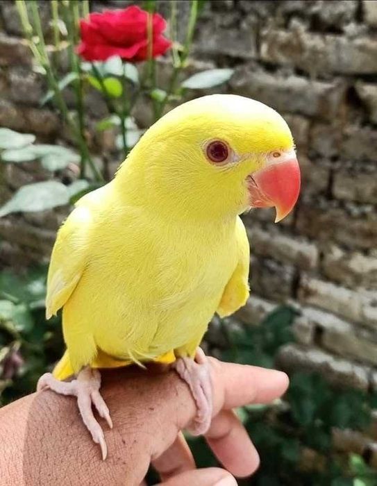 KIT Coelhos anões super meigos