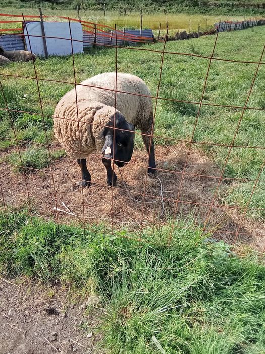 Carneiro suffolk puro certificado e cabrito anão