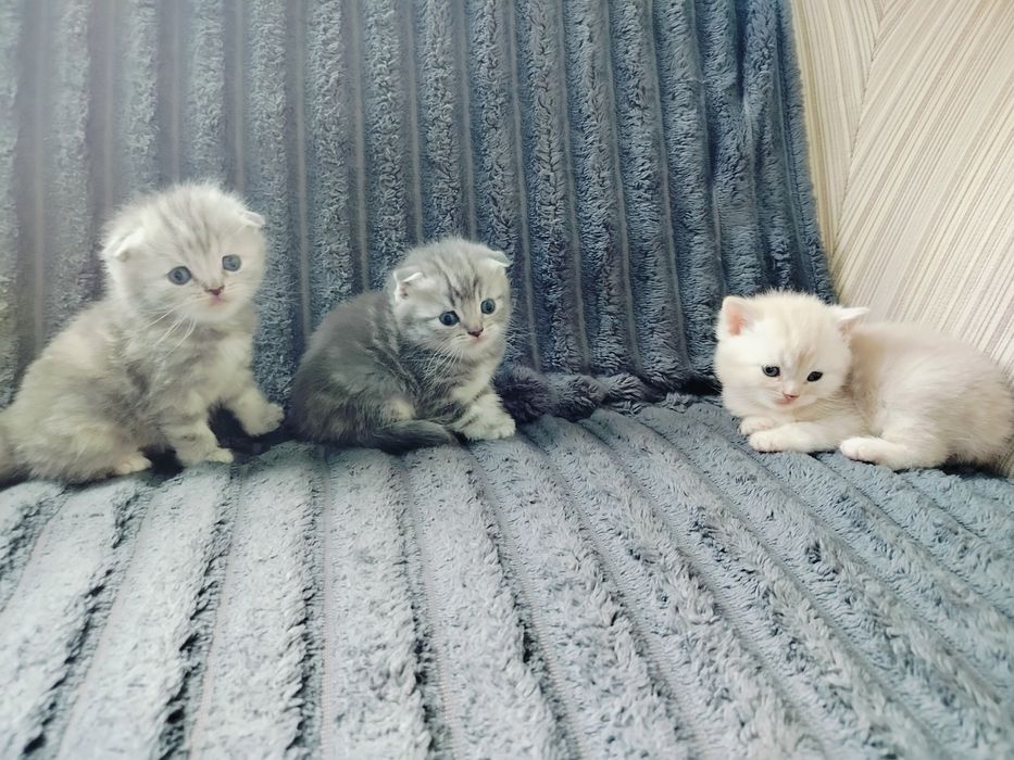 Котята вислоухие