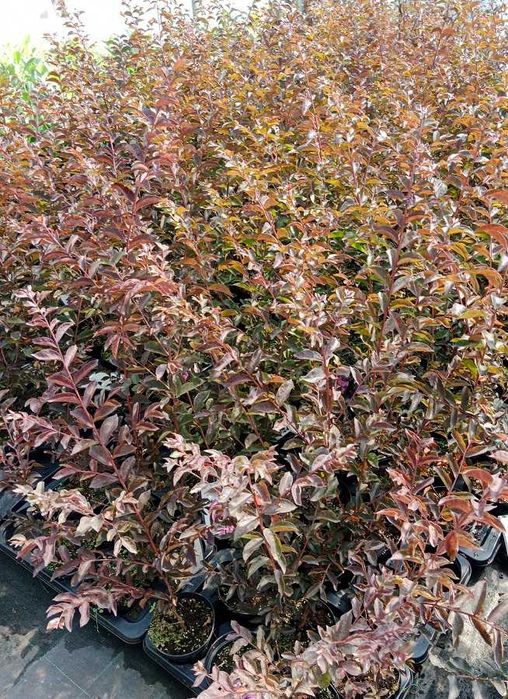 Lagerstroemia Black Diamond Piękne fioletowe kwiaty Duża Hit lata!!