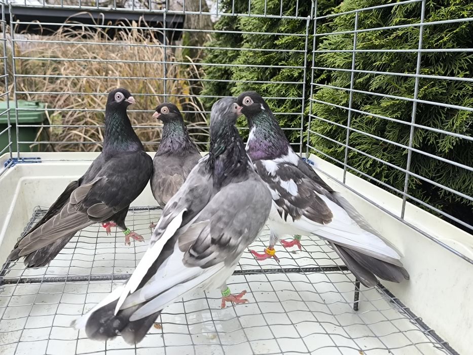 Gołębie zamojskie bure, kawowe, buro krase