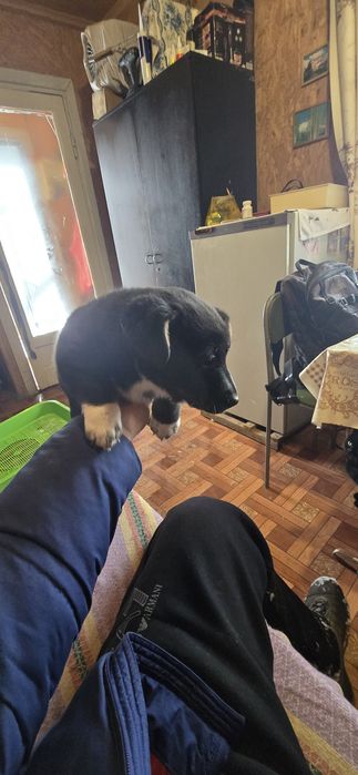 Дівчинка 2 міс 2 тиж. Шукає родину