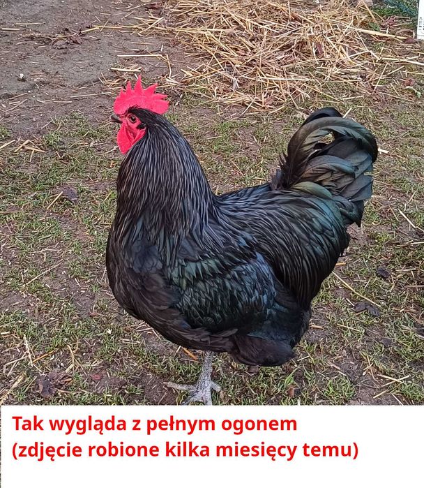 Kogut Australorp (czarny)