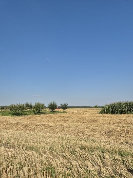 Тюки соломи пшениці