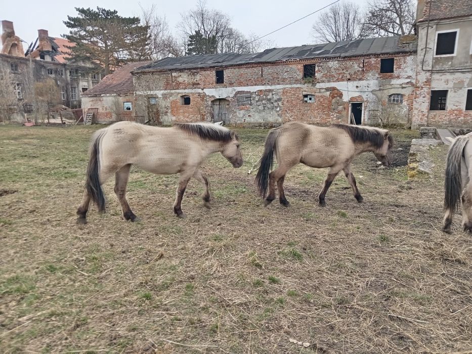 Klacze konik polski