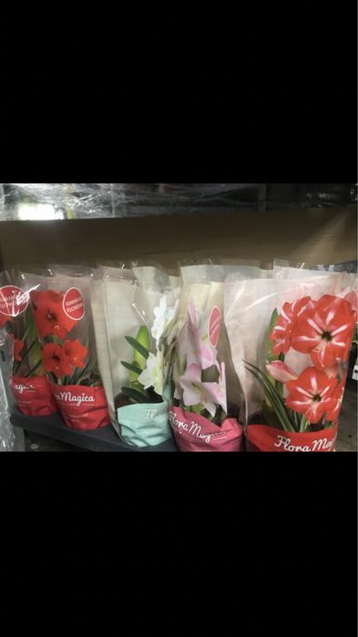 Продам гіпеаструм, амарілліс, лілія, кімнатна рослина, квітка