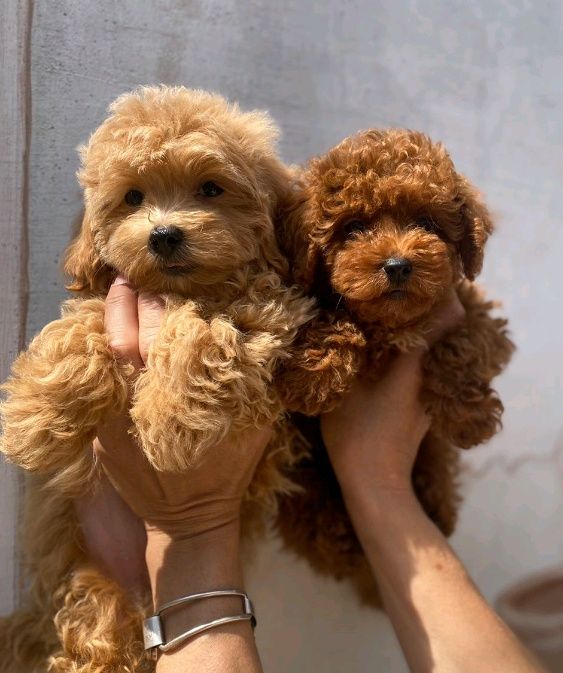 Красотулічки F 1 Мальтіпу.